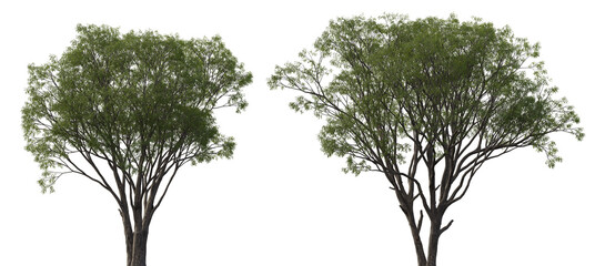 Salix caroliniana (Carolina, Coastal Plain, Swamp Willow) large trees isolated png on a transparent background premium cutout  © Roman