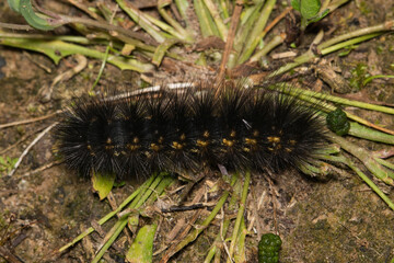 Salt marsh moth caterpillar (Estigmene acrea) insect droppings on ground fuzzy nature Springtime pest control.
