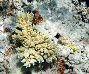 A photo of coral reef