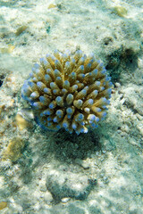 A photo of coral reef