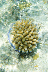 A photo of coral reef