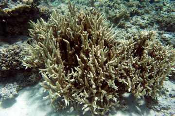Naklejka na ściany i meble A photo of coral reef