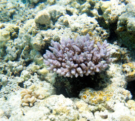 Fototapeta na wymiar A photo of coral reef