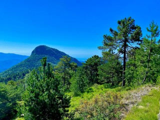 MONTAGNA ALBERI
