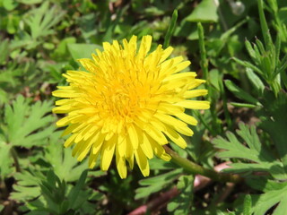 野に咲くタンポポの花