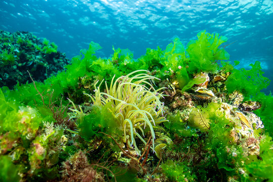 Anemonia viridis in a dramatic underwater landscape