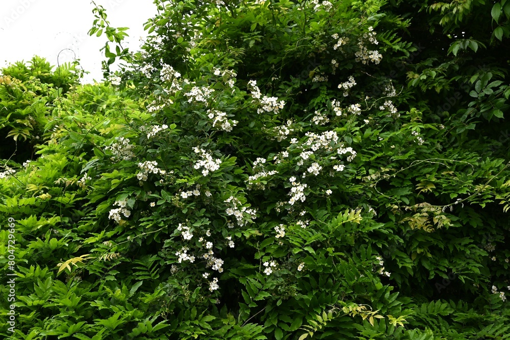 Sticker Rosa multiflora ( Japanese rose ) flowers. rosaceae deciduous vine shrub. Flowering period is from April to June. The fruit is medicinal.