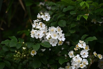 Rosa multiflora ( Japanese rose ) flowers. rosaceae deciduous vine shrub. Flowering period is from April to June. The fruit is medicinal.