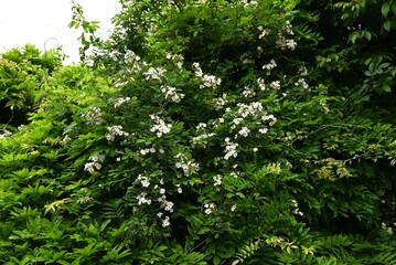 Rosa multiflora ( Japanese rose ) flowers. rosaceae deciduous vine shrub. Flowering period is from...