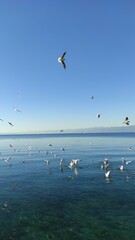 The blue expanse of the sea, where seagulls soar freely, paints a scene of boundless freedom and serenity.