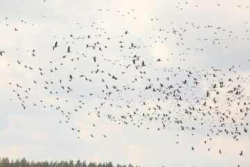 Background of wild geese flying over forest against blue sky in the Latvia