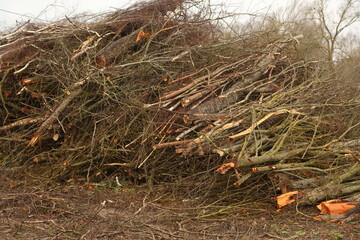 Branches stacked at the edge of the field after cutting down of a large tree