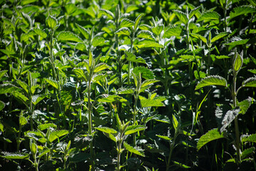 Obraz premium Stinging Nettle Growing in a Meadow