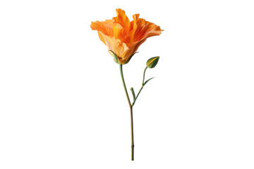Orange flower isolated on transparent background