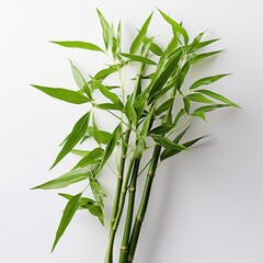Fototapeta premium Cluster of Green Bamboo Leaves on White Background