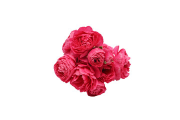 白背景の赤いラナンキュラスの花束