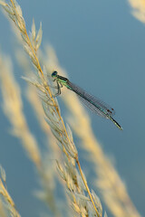 Detail of damselfly male. Azure damselfly, Coenagrion puella, perched on blade of grass at sunset. Wildlife nature. Macro photography. Commonly found around ponds and lakesides. Summer.