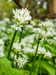 Wild Garlic