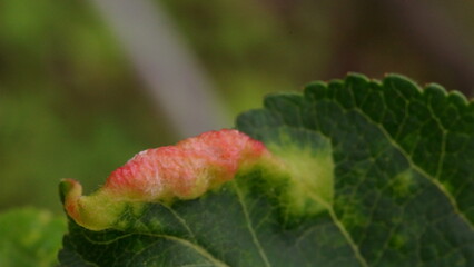 Deformation of the apple leaf caused by infestation or fungal infection; apple gall or apple blister