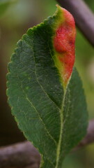Deformation of the apple leaf caused by infestation or fungal infection; apple gall or apple blister