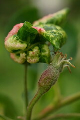 Deformation of the apple leaf caused by infestation or fungal infection; apple gall or apple blister
