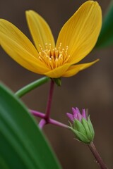 close up shot professional photograph of single flower