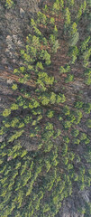 Aerial top down of trees in Grunewald forest on a sunny spring day in Berlin