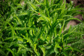 Ladybug Ladybird Beatles on a Fresh Green Yarrow Plant