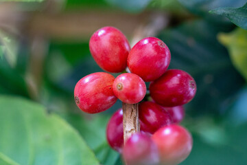 Cafezeiro carregado de café