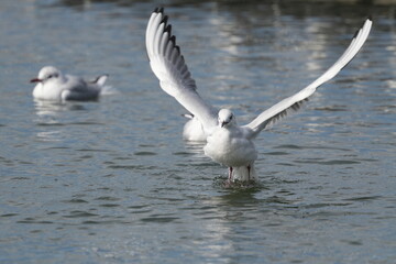 black headed gull in a seashore