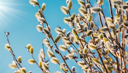 willow branches with fluffy buds on a sunny spring day