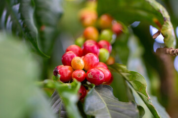 Cafezeiro carregado de café