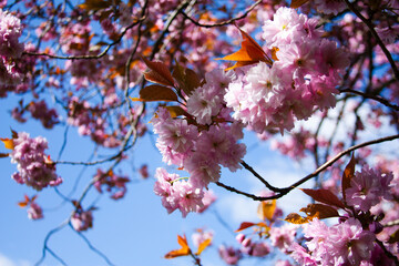 Cherry Blossoms in Edinburgh