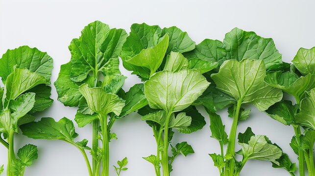 Genjer vegetable plants. Genjer vegetable leaves are green on a white background. Generative Ai