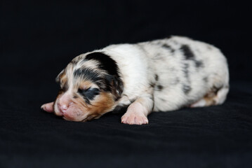 white Australian Shepherd newborn puppie lying and sleeping, closed eyes, black background, petcare concept