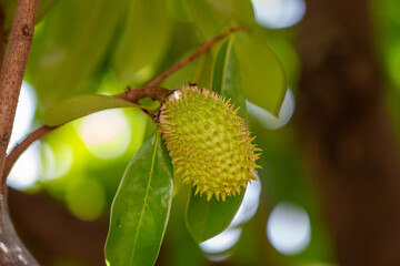 Graviola (Annona muricata). Árvore com fruto