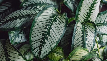 abstract tropical green leaves pattern lush foliage houseplant dumb cane or dieffenbachia the tropic plant