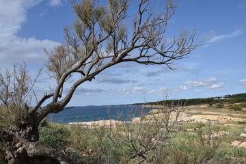 Arbol solitario en la costa