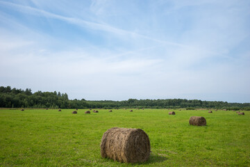 Round bales of hay for winter storage in the fields