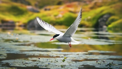 arctic tern flying over a pond - obrazy, fototapety, plakaty