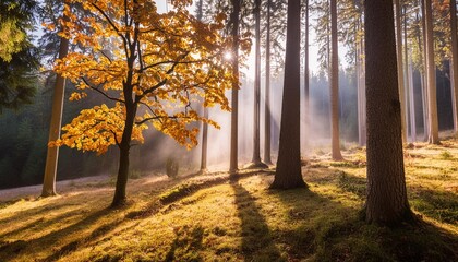 magical autumn scenery in a dreamy forest with rays of sunlight beautifully illuminating the wafts of mist and painting stunning colors into the trees