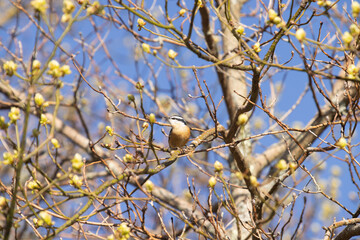 Wild Bird Chestnut Breasted Nuthatch In Tree