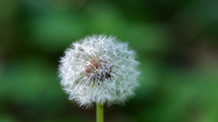 Taraxacum officinale, common dandelion, is a herbaceous perennial flowering plant in the daisy family Asteraceae. 