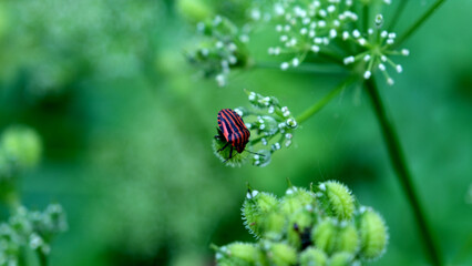 On a flower in nature
Graphosoma lineatum beetle. Red insect