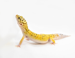 Beautiful leopard gecko lizard isolated on white, eublepharis macularius, animal close up