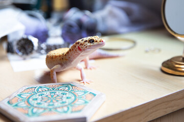 leopard gecko lizard on the table among objects, macro, eublepharis macularius, close-up animal