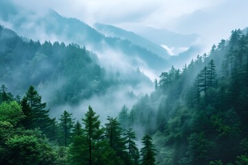 Misty forest landscape with fog gently enveloping the dense evergreen trees and distant mountain peaks, creating an ethereal and mysterious atmosphere