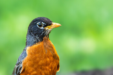 American Robin portrait against a blurred background. Though they are familiar town and city birds, American Robins are at home in wilder areas
