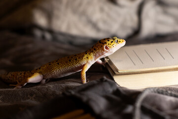 The gecko smiles and looks at the writing on the notepad
