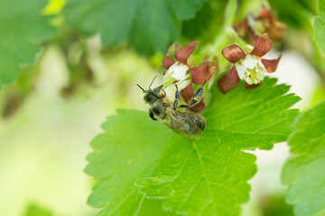 A fly sits beautifully on the flower.